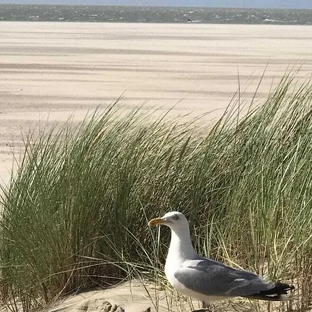 Comfortable アウドルプ